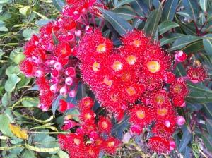 Flowering Red Gum